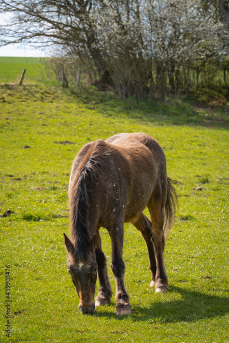 Brown horse with white spots eats grass in the meadow