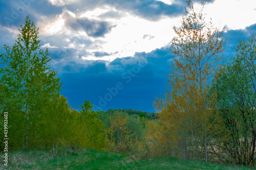 Wallpaper Mural landscape with trees and blue sky Torontodigital.ca