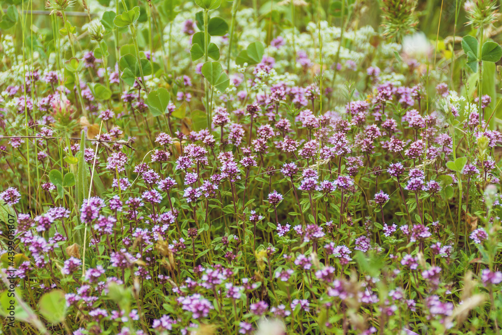 Fresh Thyme Herbs Background on a Green Meadow .Healthy Concept Fresh Thyme Herbs Background on a Green Meadow .Healthy Concept