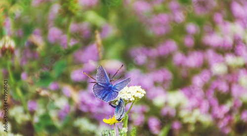 Beautiful Blue Butterfly on a White Flower  © boryanam