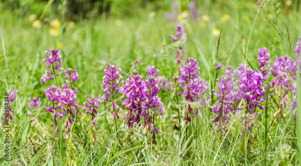 Wild Purple Summer Flowers Blooming on a Summer Meadow in the Mountain . Flowers Background Wild Purple Summer Flowers Blooming on a Summer Meadow in the Mountain . Flowers Background