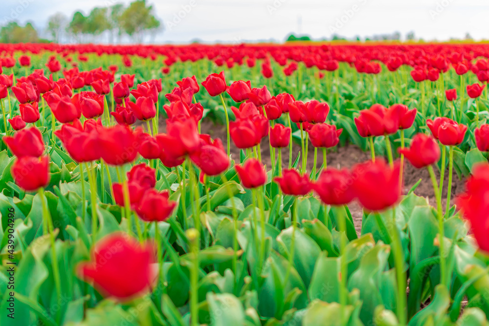 field of tulips field of tulips