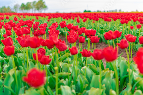 field of tulips