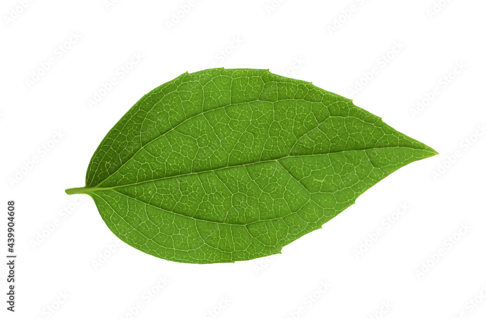 Obraz premium Leaf of jasmine plant isolated on white