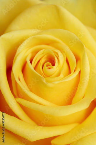 Yellow rose macro