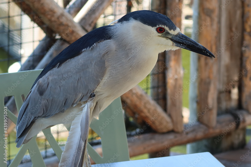 Obraz premium Macro of a Heron sitting on a Table