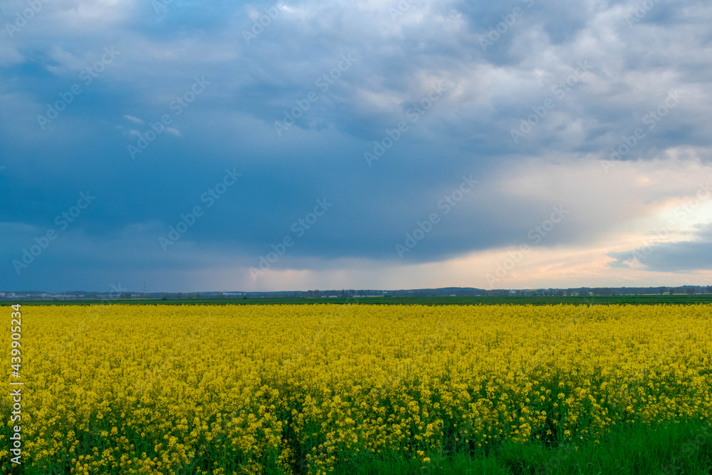 field of yellow flowers