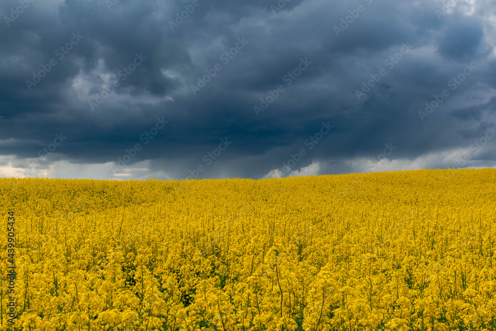 rapeseed field and sky in Kaszuby of Poland