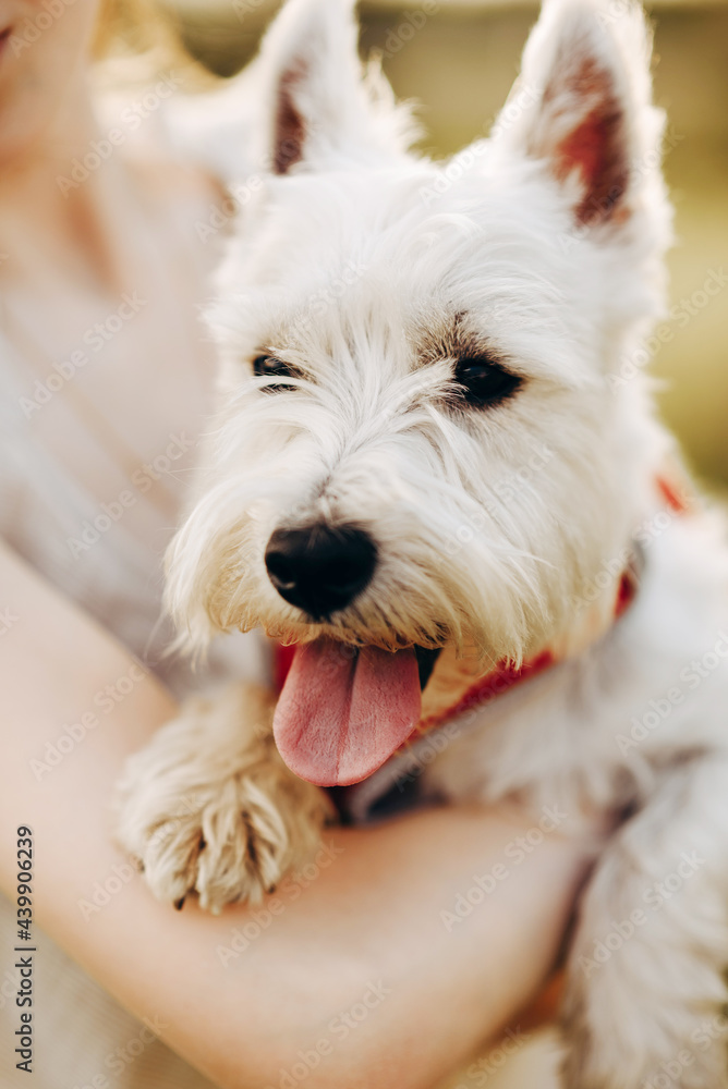 white terrier puppy, a beautiful dog white terrier puppy, a beautiful dog