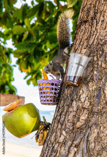 A brown squirrel has a fixed and focused view of a feeding place photo