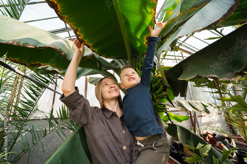 Joyful mom and son look at big leaves of banana tree in greenhouse photo