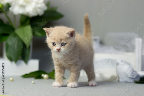 Fototapeta Naklejka Na Ścianę i Meble -  Beautiful plush cream british kitten female cat on a light gray background. Sammer decor. Peonies flowers