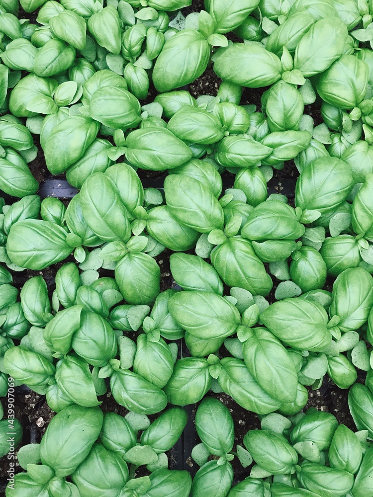 basil plants basil plants