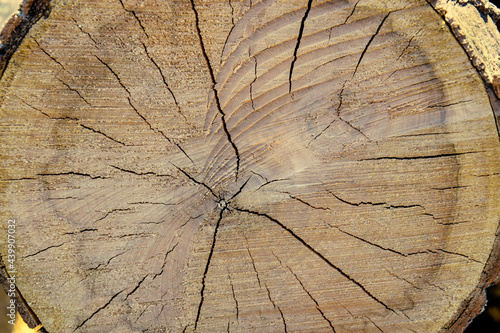 Sawn mature tree section with cracks and rings that tell it's age. Saw marks. Radial cracks. Wooden surface, texture. Close up view of wood core. Selective focus.