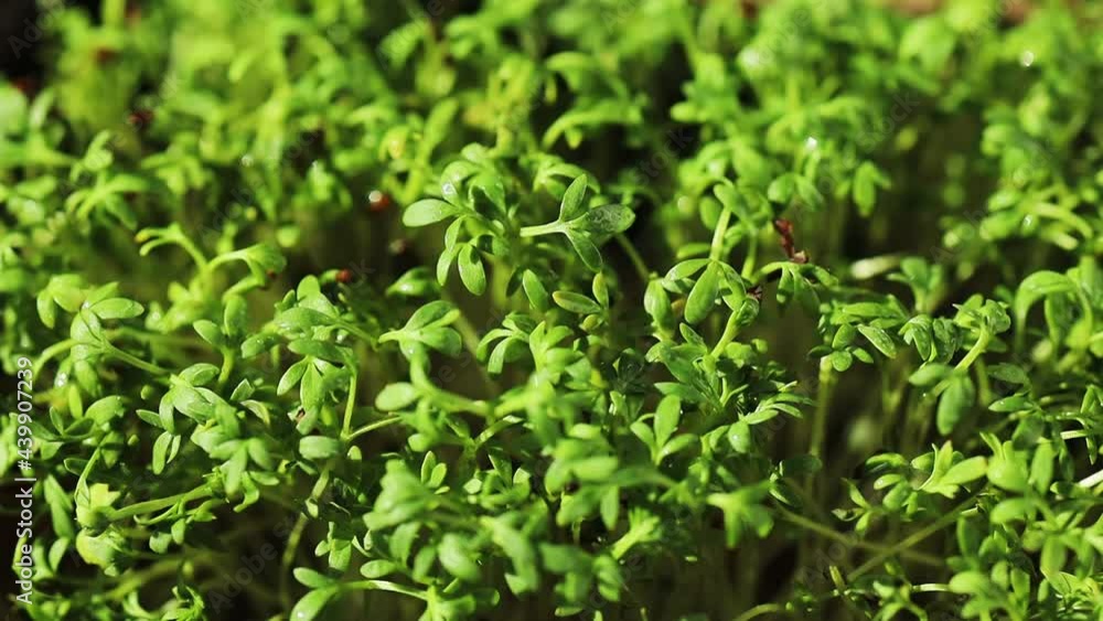 Spraying water for salad sprouts, growing micro greens for diet, healthy eating concept, fresh green superfood, selective focus close up Spraying water for salad sprouts, growing micro greens for diet, healthy eating concept, fresh green superfood, selective focus close up