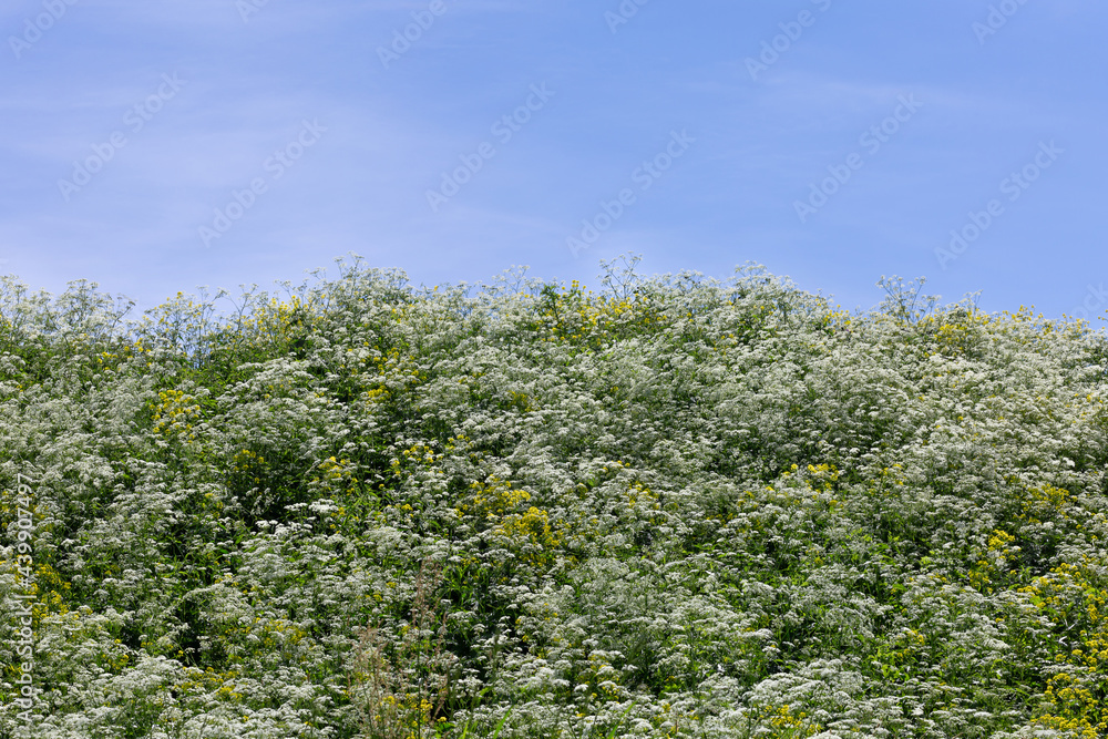 Field of the tiny white and yellow flowers of gypsophila in front of the blue sky in summer. Field of the tiny white and yellow flowers of gypsophila in front of the blue sky in summer.