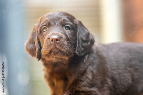 portrait of a german longhaired pointer puppy photo