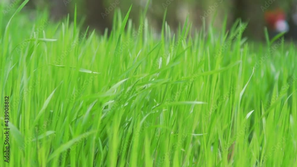 Long grass swinging on the wind in slow motion 180fps Long grass swinging on the wind in slow motion 180fps