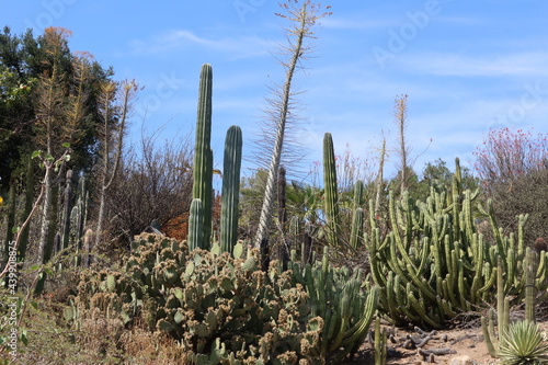 Rocky Desert Garden in the Southwestern United Stated Landscape with Cactus