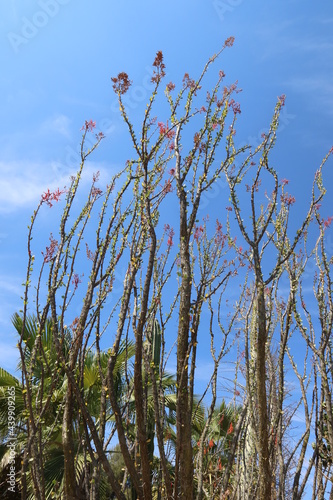 Ocatillo Desert Plant with Flowers photo