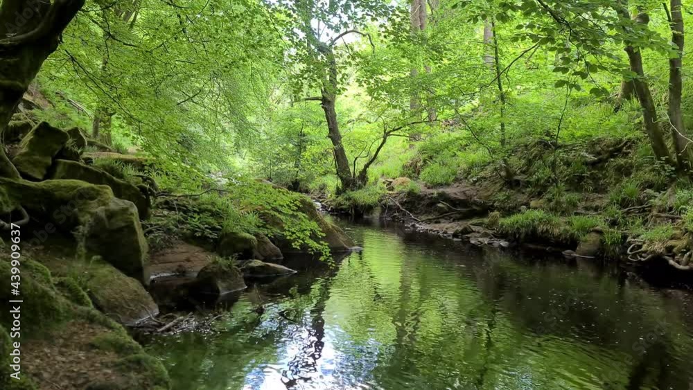 stream in the forest stream in the forest