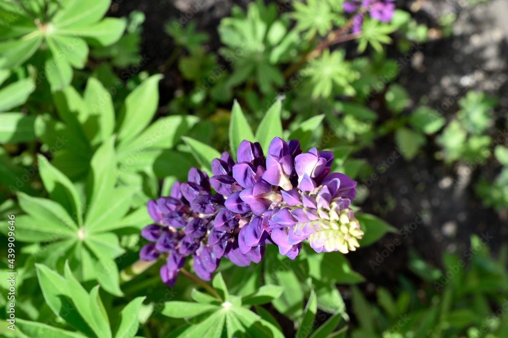 Lupin, or wolf bob lat. Lupinus is a genus of plants in the Legume family Fabaceae. It is represented by annual and perennial herbaceous plants, semi-shrubs, semi-shrubs, shrubs. Lupin, or wolf bob lat. Lupinus is a genus of plants in the Legume family Fabaceae. It is represented by annual and perennial herbaceous plants, semi-shrubs, semi-shrubs, shrubs.