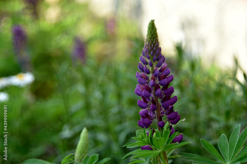 Lupin, or wolf bob lat. Lupinus is a genus of plants in the Legume family Fabaceae. It is represented by annual and perennial herbaceous plants, semi-shrubs, semi-shrubs, shrubs. Lupin, or wolf bob lat. Lupinus is a genus of plants in the Legume family Fabaceae. It is represented by annual and perennial herbaceous plants, semi-shrubs, semi-shrubs, shrubs.