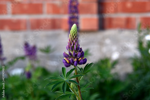 Lupin, or wolf bob lat. Lupinus is a genus of plants in the Legume family Fabaceae. It is represented by annual and perennial herbaceous plants, semi-shrubs, semi-shrubs, shrubs. photo