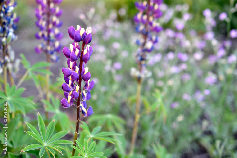 Lupin, or wolf bob lat. Lupinus is a genus of plants in the Legume family Fabaceae. It is represented by annual and perennial herbaceous plants, semi-shrubs, semi-shrubs, shrubs. Lupin, or wolf bob lat. Lupinus is a genus of plants in the Legume family Fabaceae. It is represented by annual and perennial herbaceous plants, semi-shrubs, semi-shrubs, shrubs.