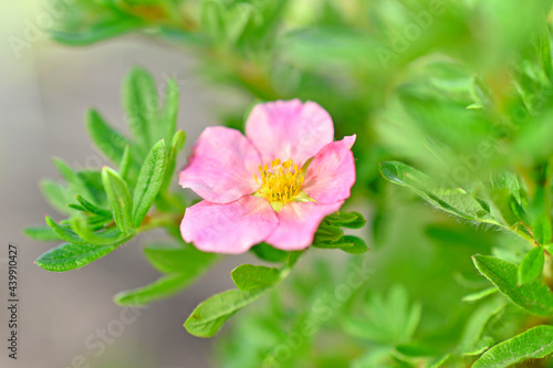 Fototapeta Naklejka Na Ścianę i Meble -  Pink flower Lapchatka is one of the varieties of herbaceous plants of the family Rosaceae.
