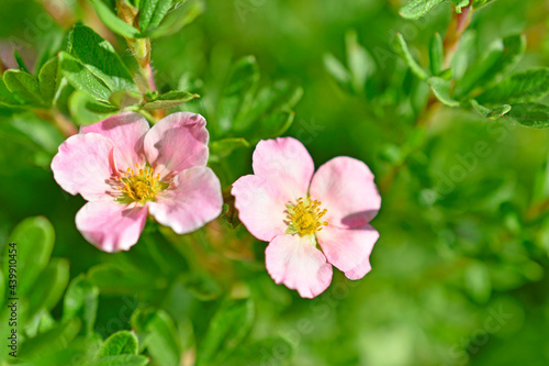 Pink flower Lapchatka is one of the varieties of herbaceous plants of the family Rosaceae.