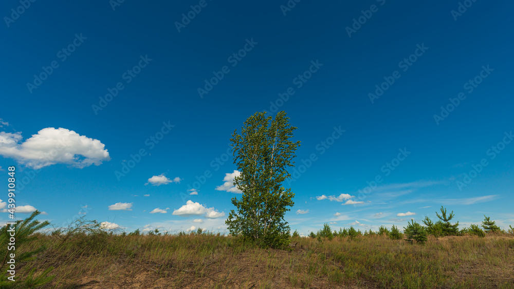 Birch trees against a background of blue sky and white clouds, panoramic landscape in the countryside.