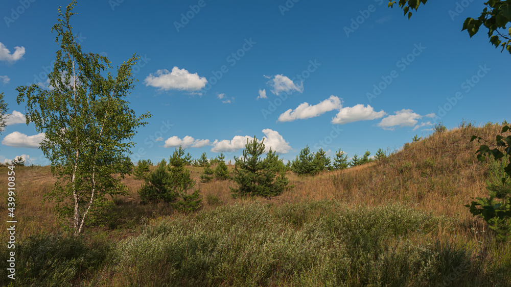 Young trees on the background of blue sky and white clouds in the sand dunes, panoramic landscape in the countryside. Young trees on the background of blue sky and white clouds in the sand dunes, panoramic landscape in the countryside.