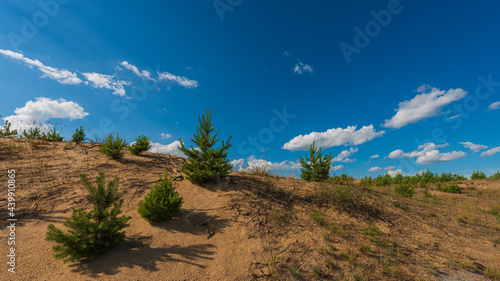 Young trees on the background of blue sky and white clouds in the sand dunes, panoramic landscape in the countryside.