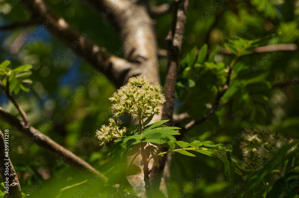 Flowers of a Mountain Ash Tree Flowers of a Mountain Ash Tree