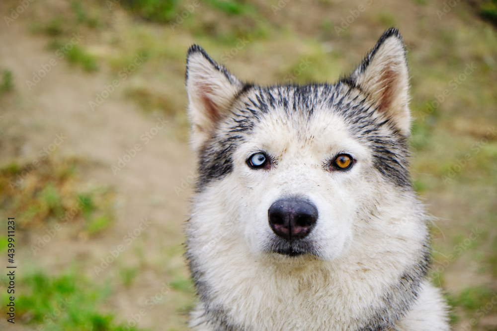 Portrait of a Husky dog with multicolored eyes.