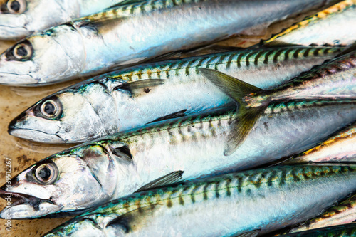 Heap of fresh raw mackerel close-up.