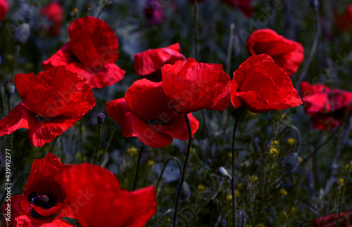 Flowers Red poppies bloom in a wild field. Beautiful field of red poppies with selective focus and color. Soft light. A glade of red poppies. Toning. Fashionable Creative Processing in Dark Low Key