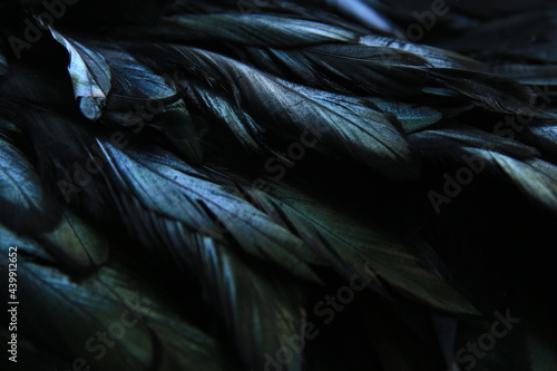 abstract background of dark feathers, rainbow highlights on the plumage