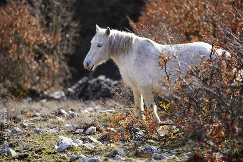 Wild horse at Monti Lucretili Regional Park  Italy