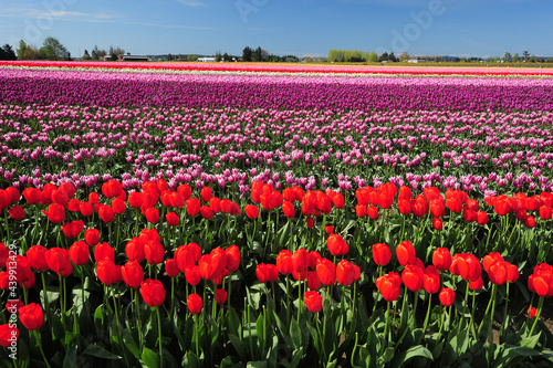 colorful tulip farm