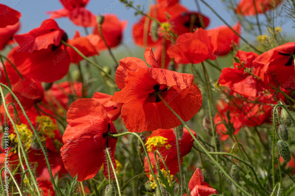 Flowers Red poppies bloom in a wild field. Beautiful field of red poppies with selective focus and color. Soft light. A glade of red poppies. Toning. Fashionable Creative Processing in Dark Low Key Flowers Red poppies bloom in a wild field. Beautiful field of red poppies with selective focus and color. Soft light. A glade of red poppies. Toning. Fashionable Creative Processing in Dark Low Key