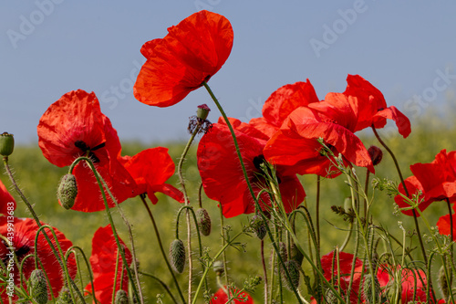 Flowers Red poppies bloom in a wild field. Beautiful field of red poppies with selective focus and color. Soft light. A glade of red poppies. Toning. Fashionable Creative Processing in Dark Low Key