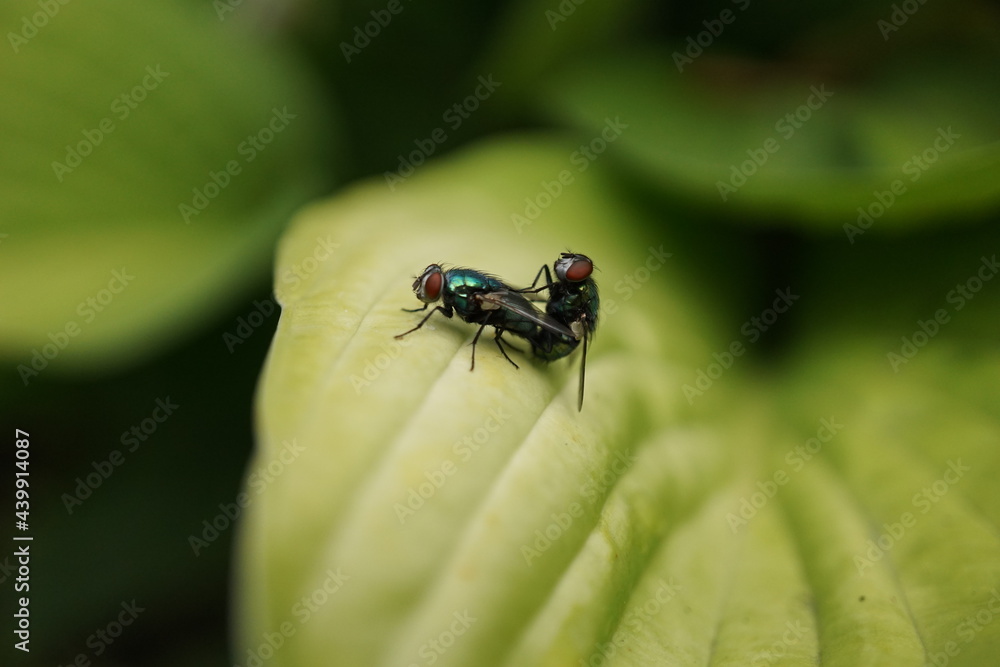 Green flies are busy Green flies are busy