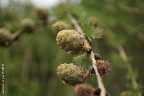 close up of a pine cone