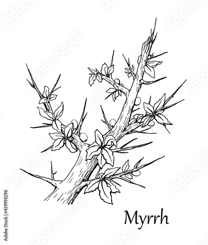 Myrrh branch. Vector illustration. Hand drawn sketch photo