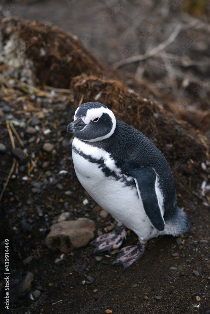 Fototapeta premium penguin on a ground