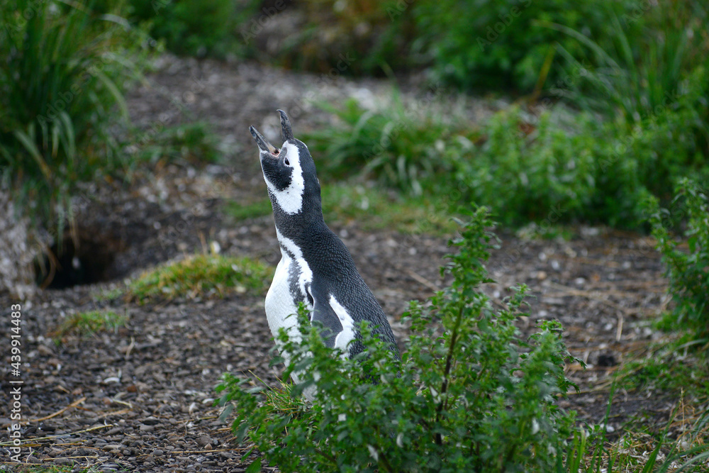 Obraz premium penguin squawk