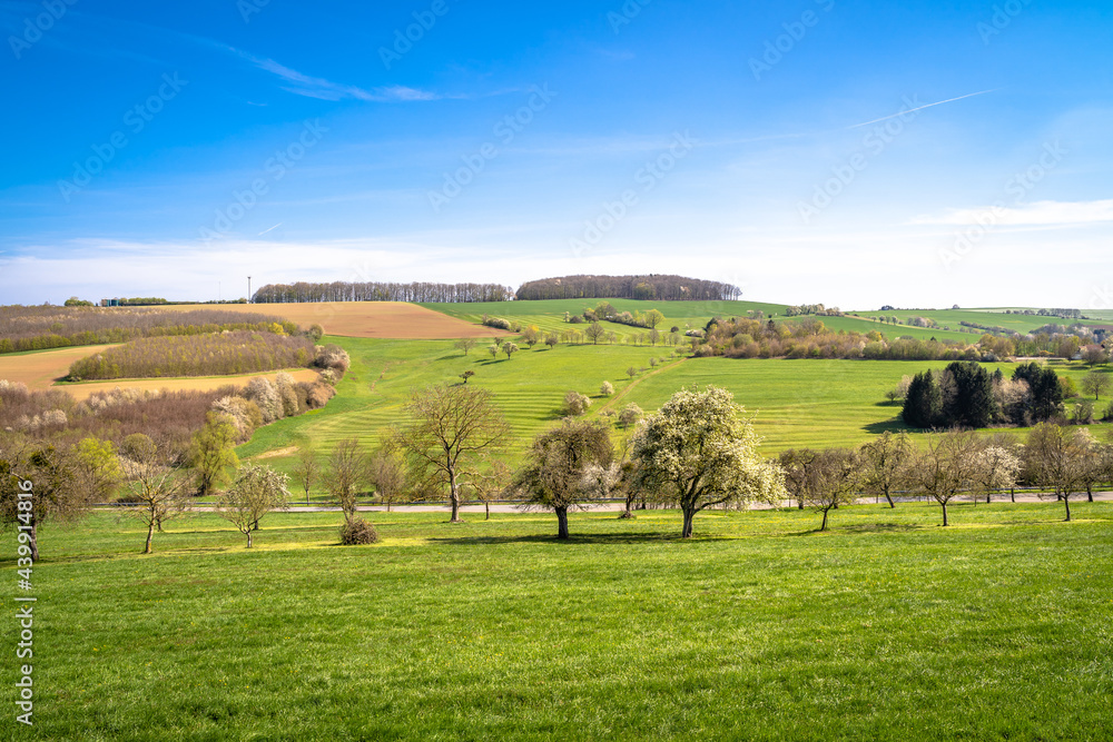 Fototapeta premium Nice landscape with trees on fields and beautiful blue sky 