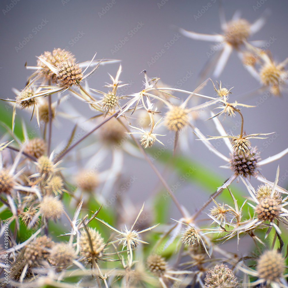 Thistle buds on a natural background. Selective focus Thistle buds on a natural background. Selective focus